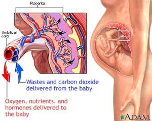 Placental development